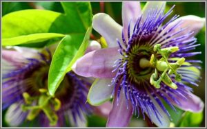 Passion Flower