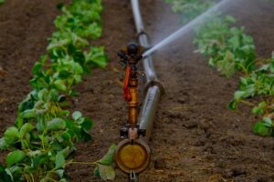 irrigation in garden