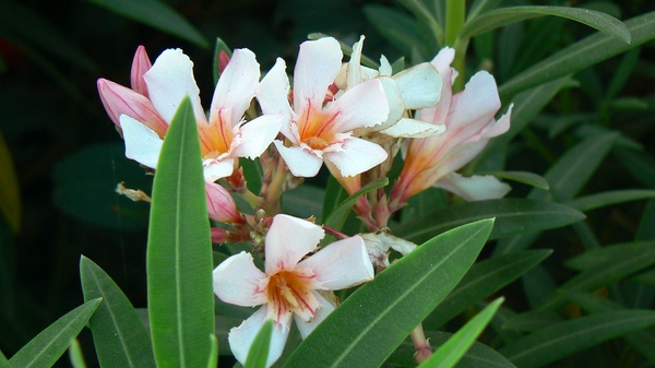 pink and white flower