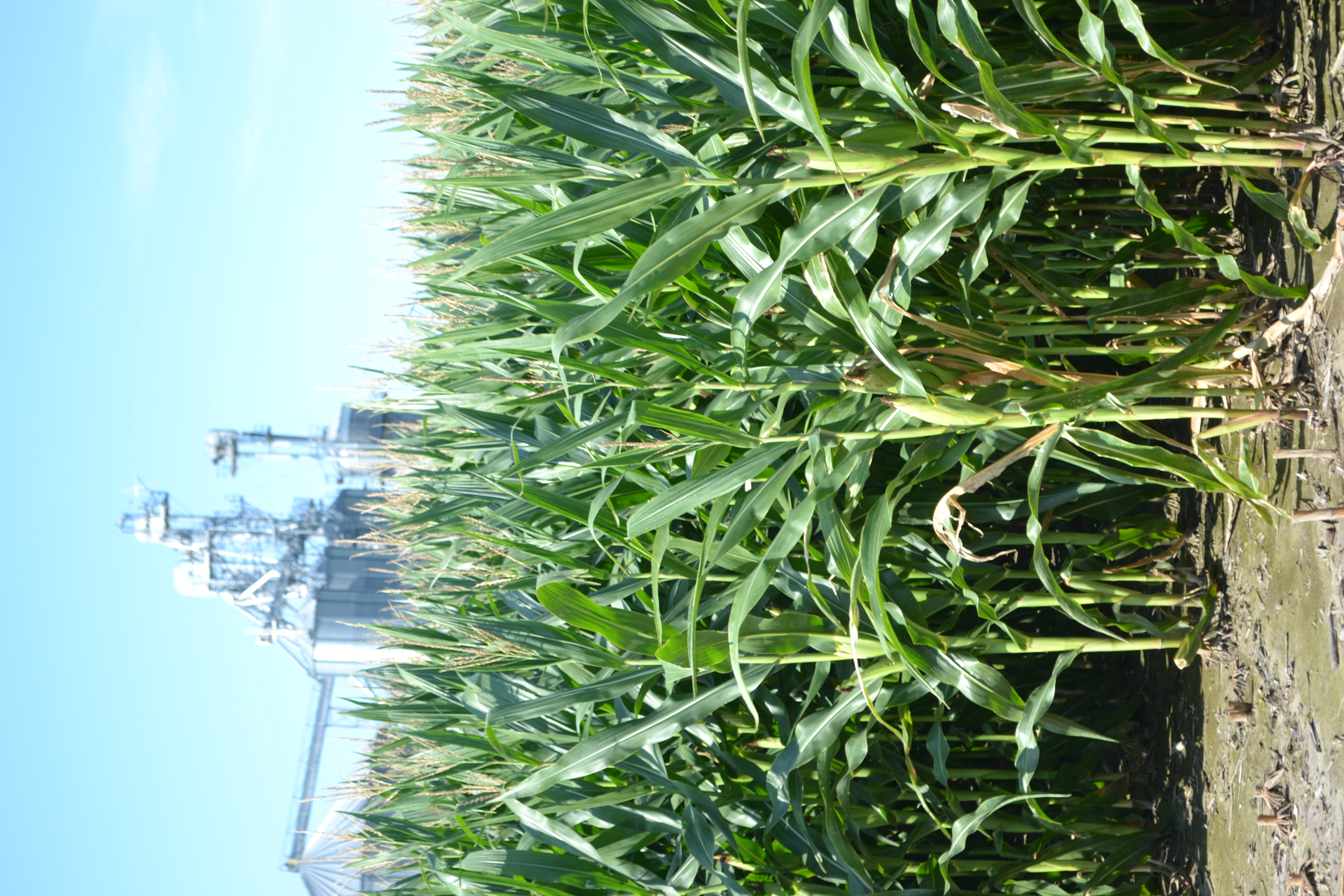 Corn Field with Grain Bin