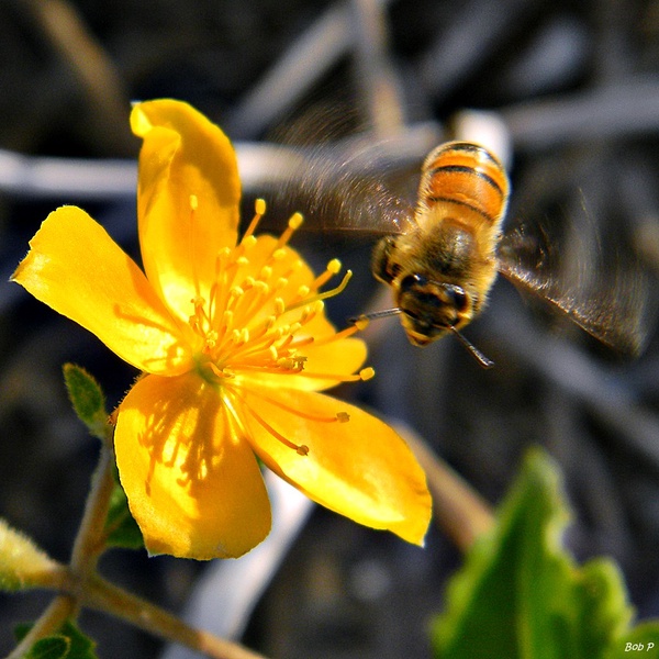 Honey bee on flower