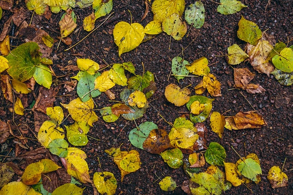 fallen leaves on top of soil