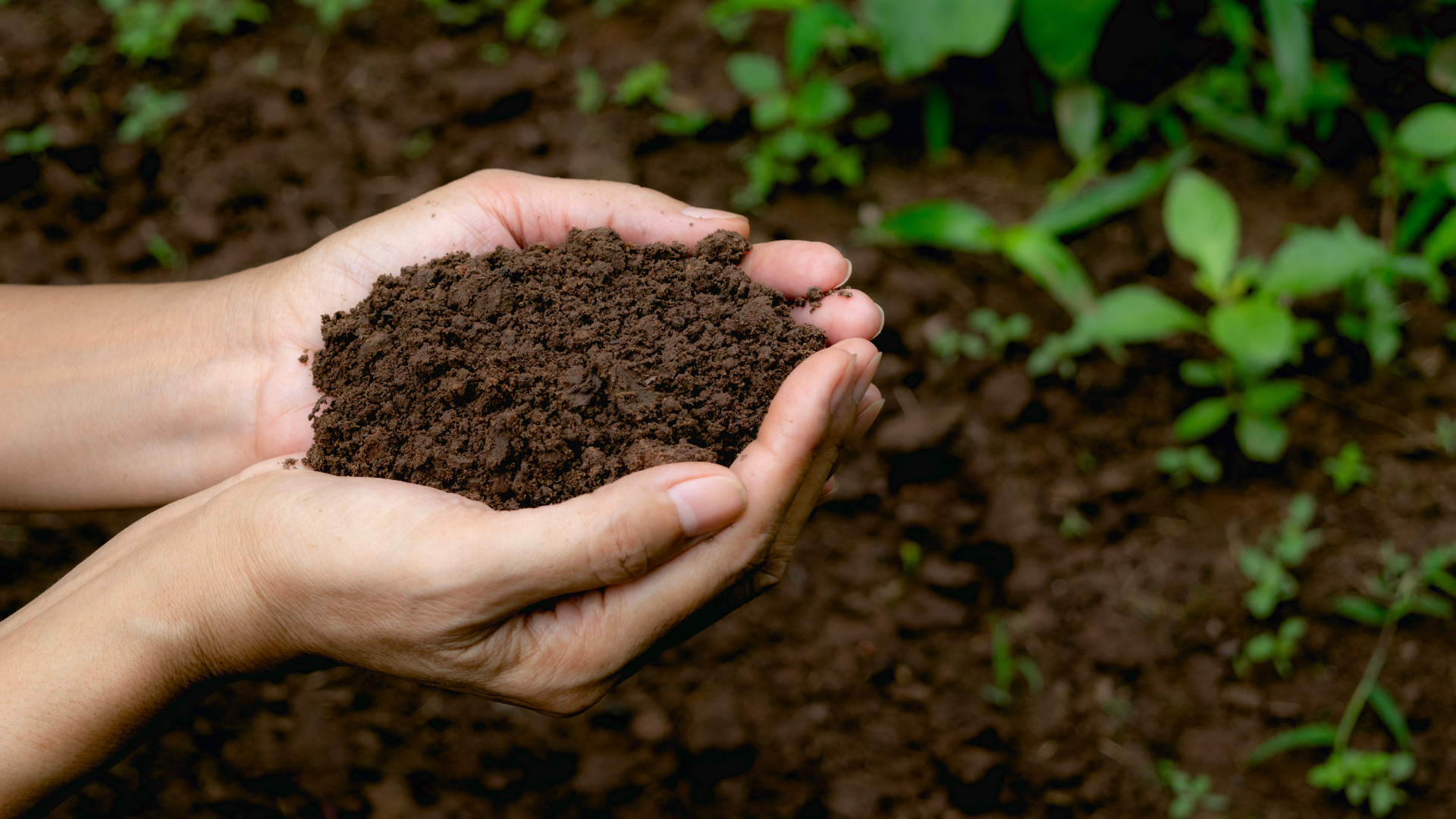 hands holding brown soil with plants/grass in background