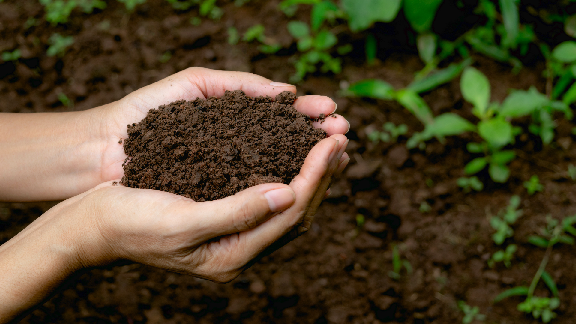 Hand pouring black soil on green bokeh background Planting a small plant on  a pile of soil or pouring soil during funeral Gardening backdrop for  advertising Vertical Mobile Wallpaper AI Generated 30317894