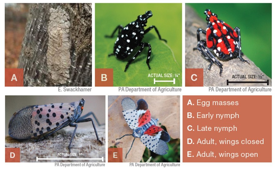 life stages of spotted lanternfly