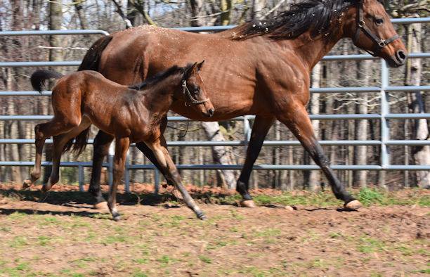 horse and colt