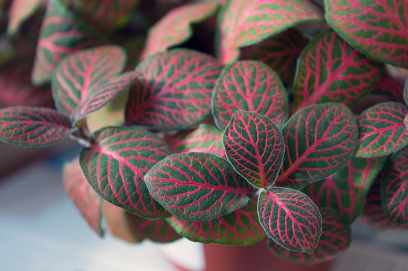 Fittonia albivenis