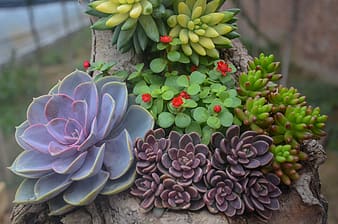 succulents