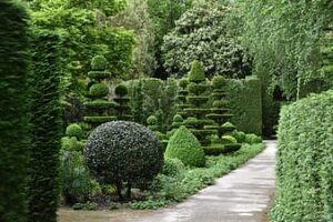 pruned ornamental shrubs