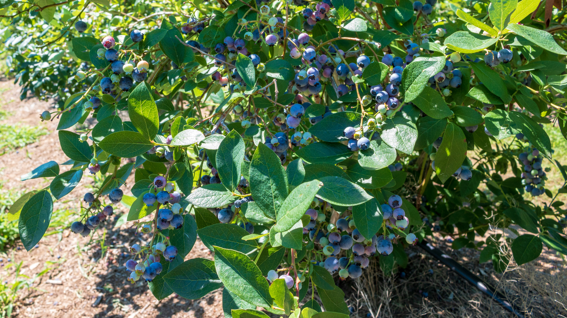 blueberries on bush