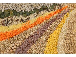 rows of colorful seeds