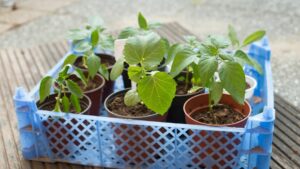 vegetable plants in small pots