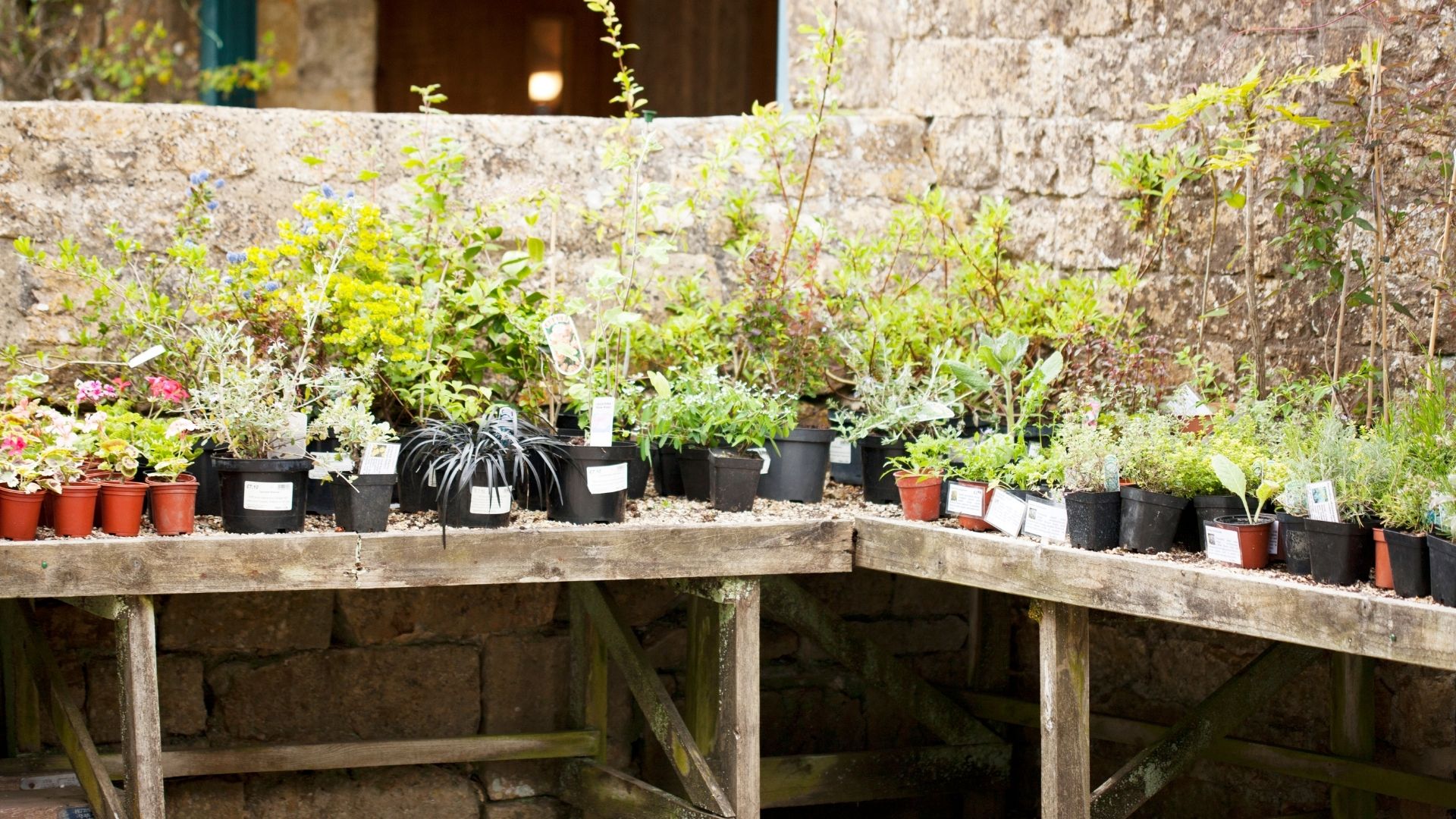 plants in pots on benches marked for sale 