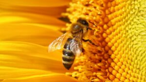 honey bee on flower