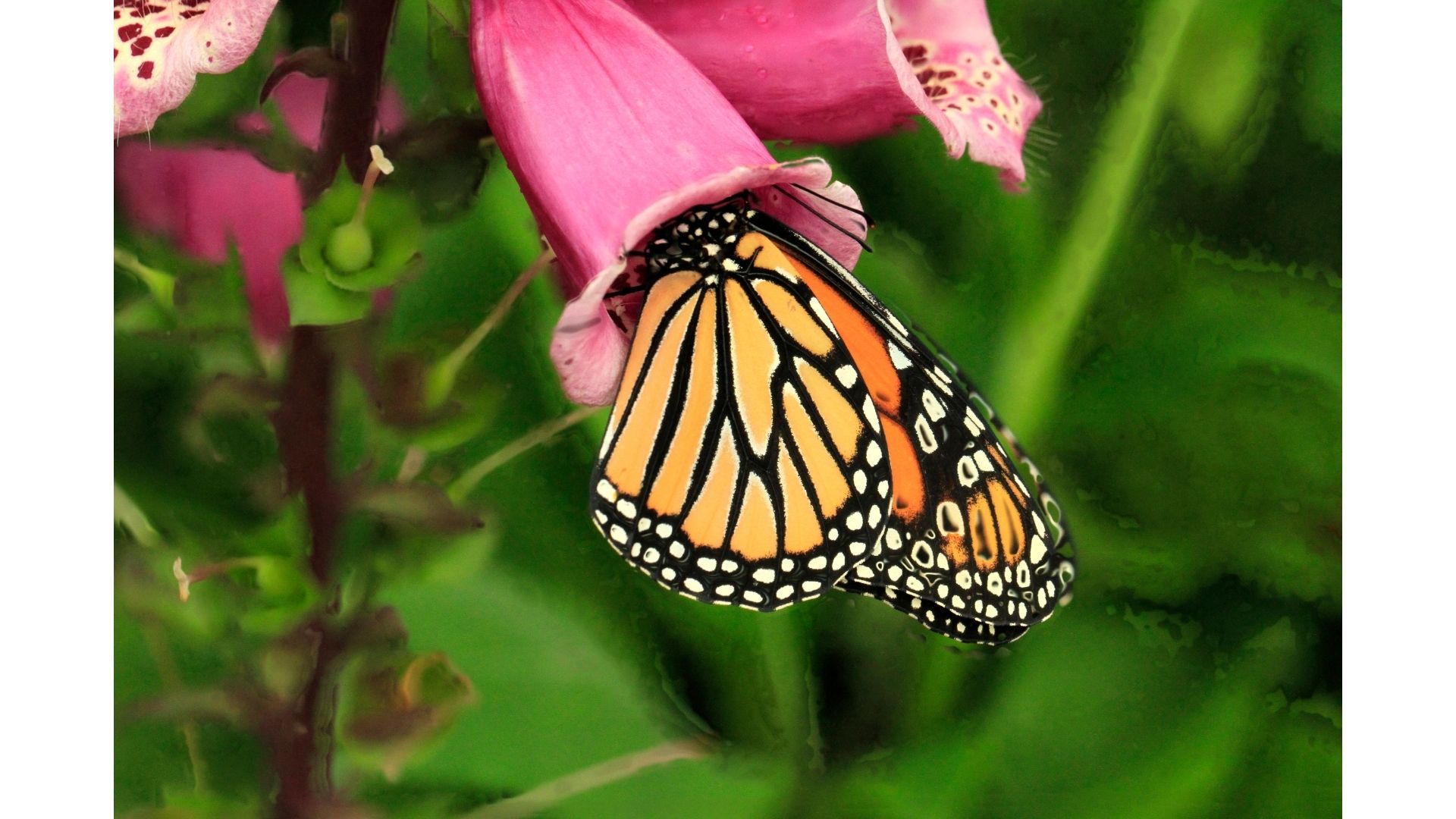 butterfly on pink flower