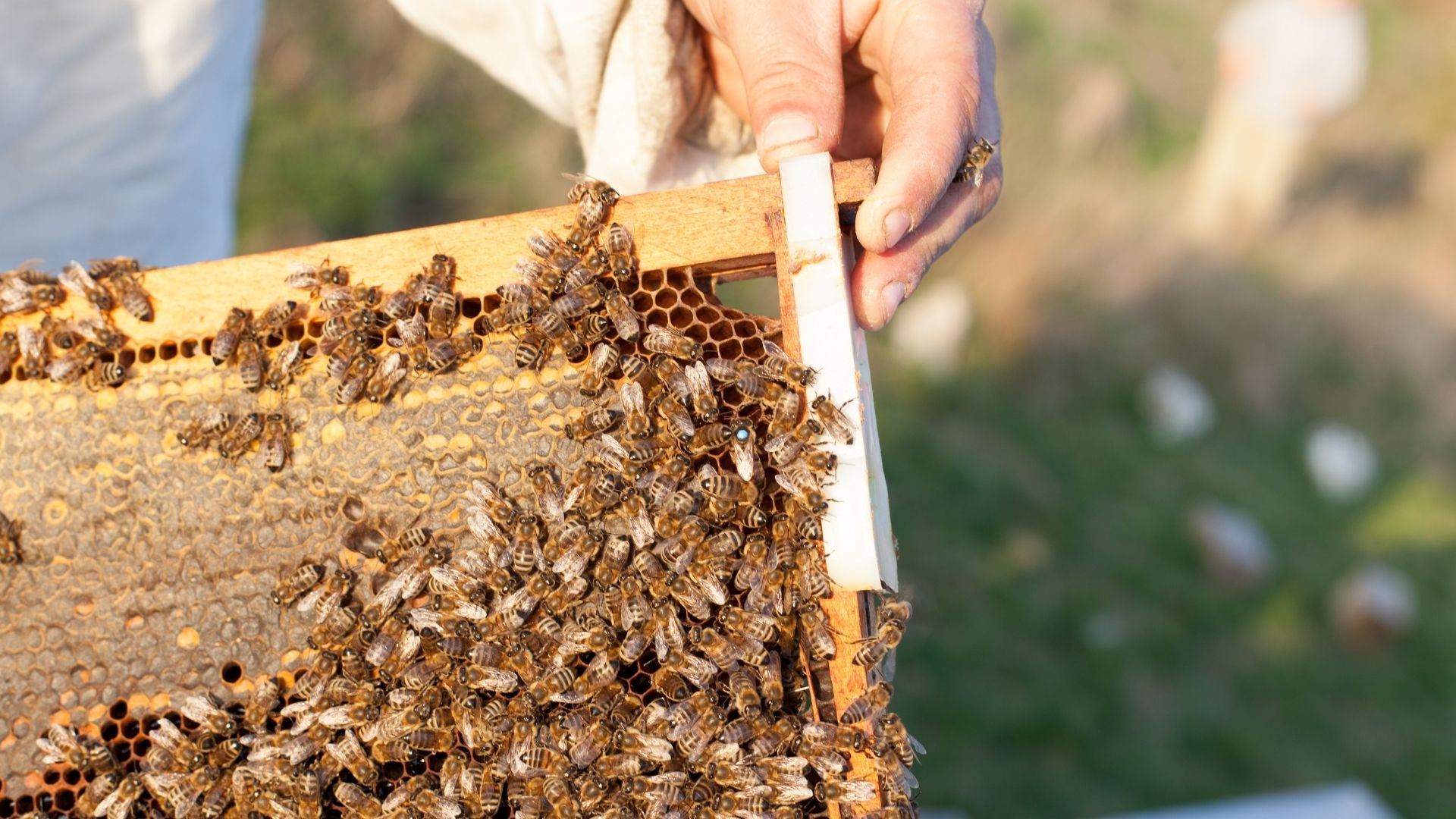 honey bees on hive tray