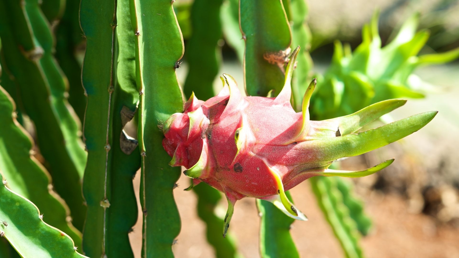 Dragon fruit