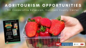 basket of strawberries advertising Agri tourism opportunity