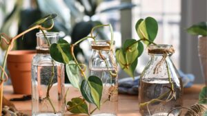 plant propagating in water in clear glass vases & jars