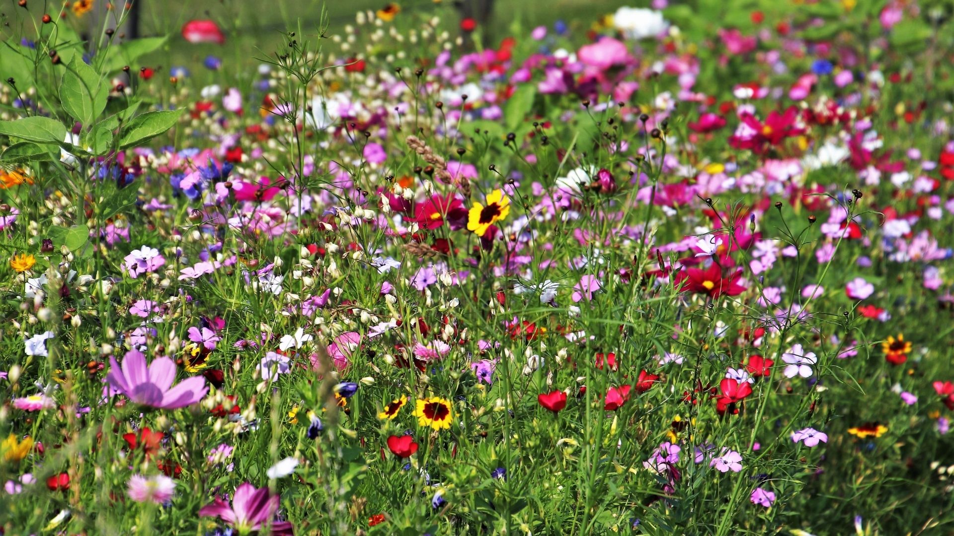 wildflowers in field