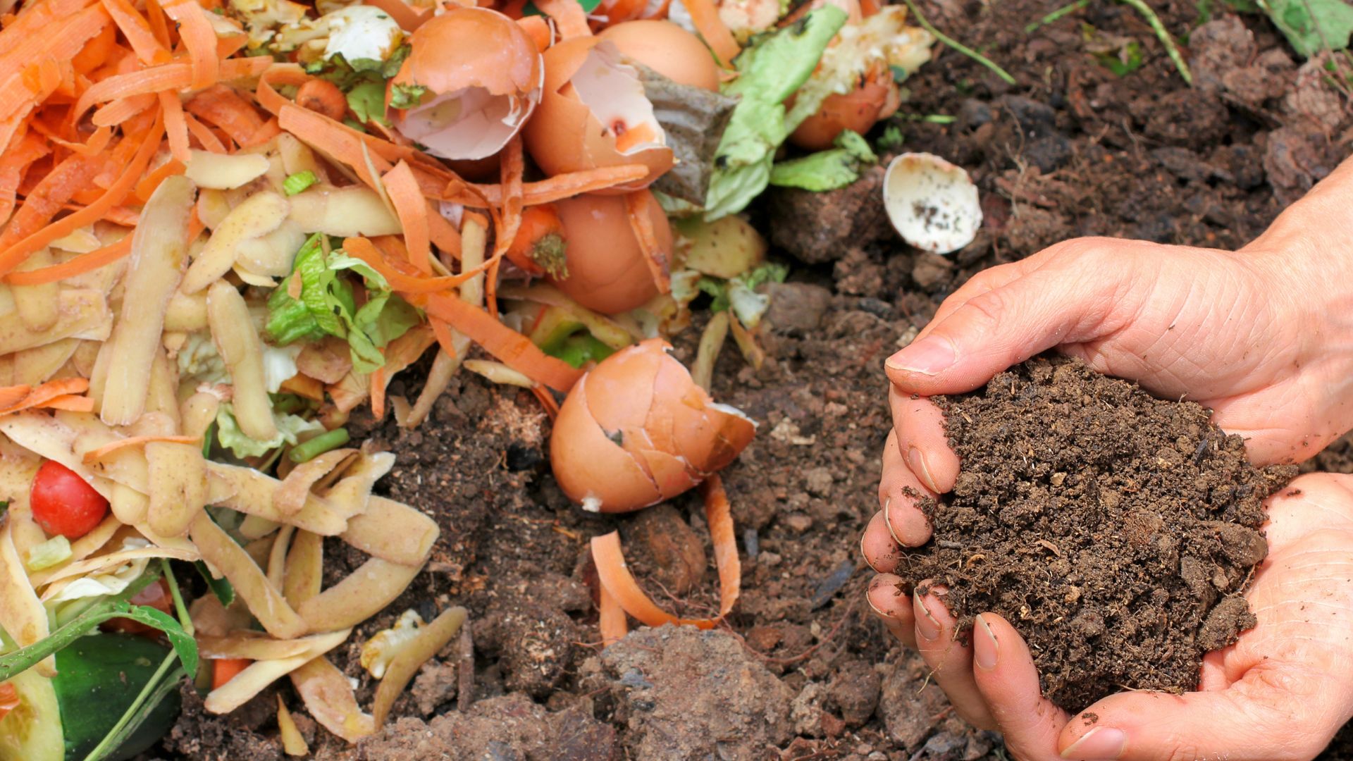 kitchen scraps and compost