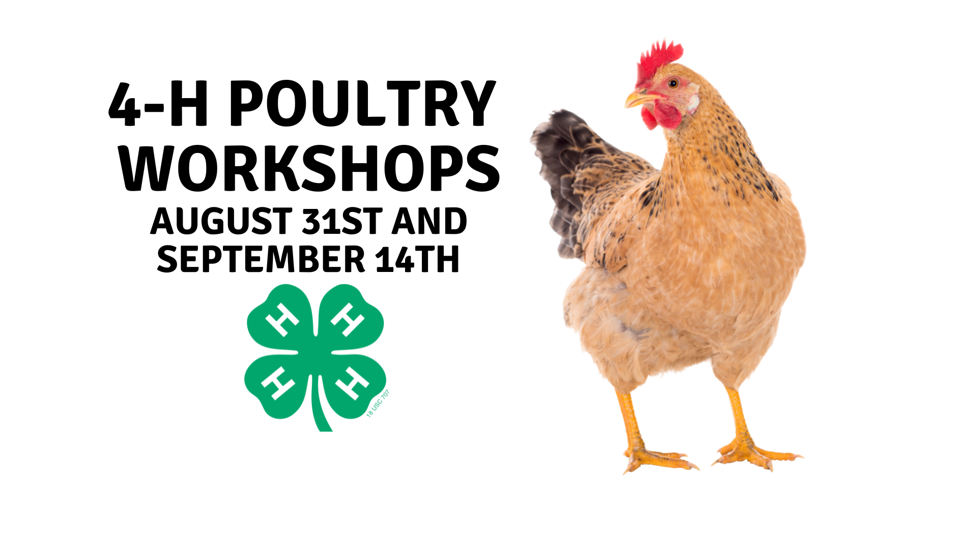 4-h poultry workshops