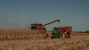 Harvesting a corn field