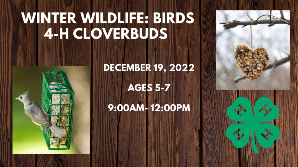 picture of birds and feeders for youth program announcement