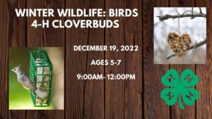 picture of birds and feeders for youth program announcement