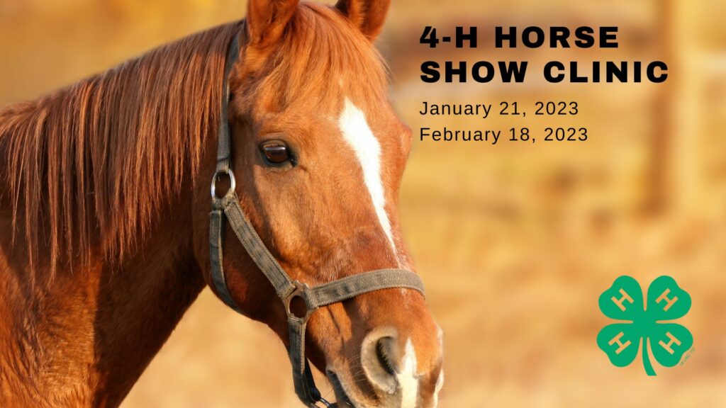picture of a horse advertising 4-H horse show clinic