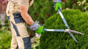 Pruning Ornamental Trees and Shrubs