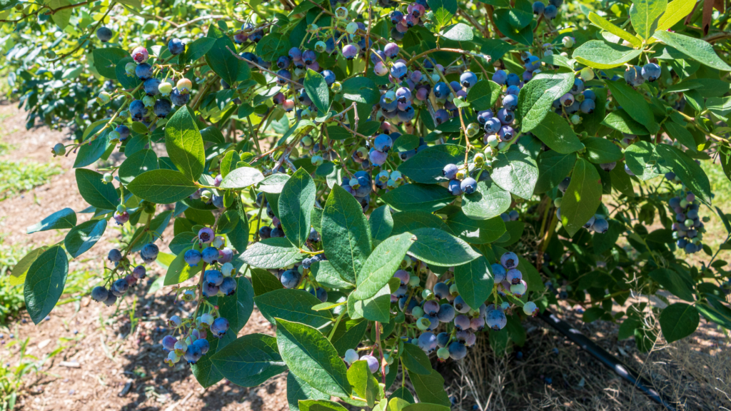 Blueberries growing on a bush in the sunshine