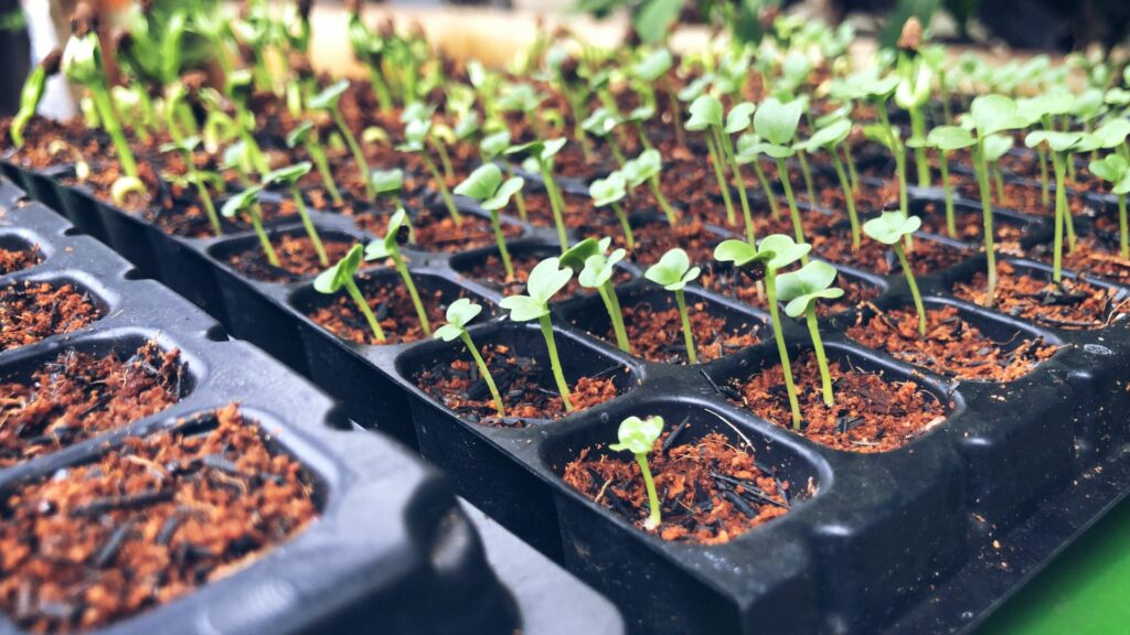 Starter plugs of sprouted plants