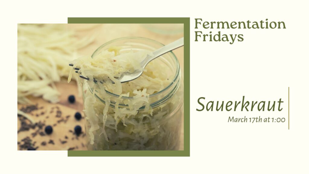 sauerkraut as part of the Fermentation Friday Series