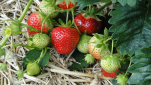 Ripe strawberries laying in straw