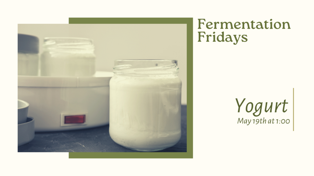 Yogurt being fermented as part of the Fermentation Fridays Series