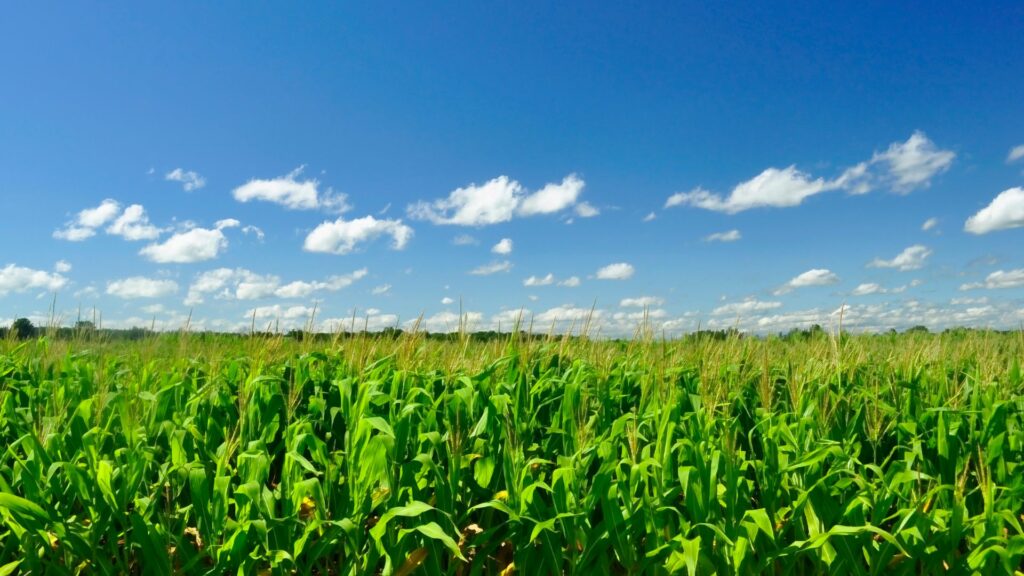 Green field with corn growing blue sky with clouds