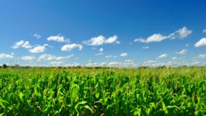 Green field with corn growing blue sky with clouds