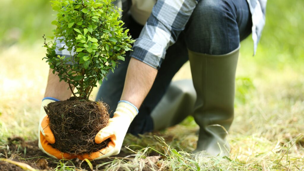 Person wearing boots holding a tree by the root ball