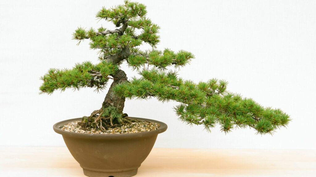 Round terra cotta pot holding a bonsai tree planted in gravel