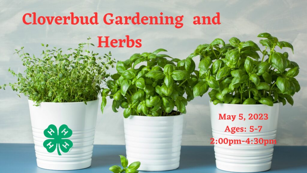 image of potted herbs and 4-H clover