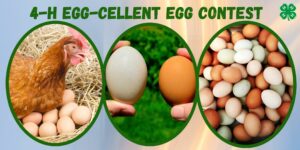 4-H Egg-Cellent Egg Contest