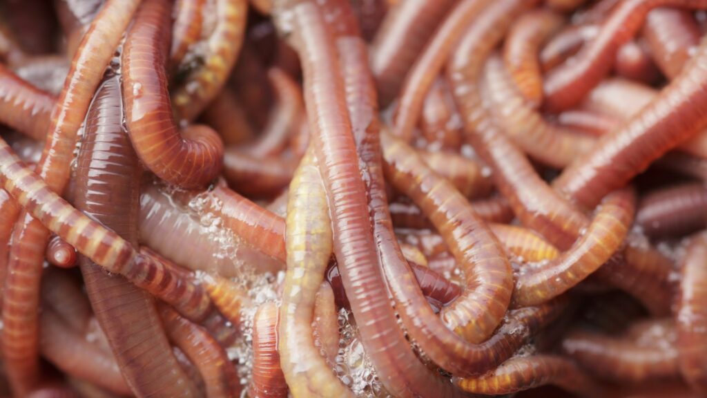 Earthworms