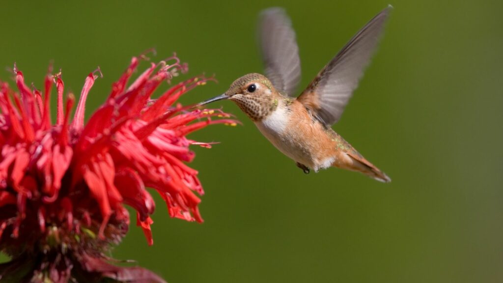 Hummingbird feeding from a red flower