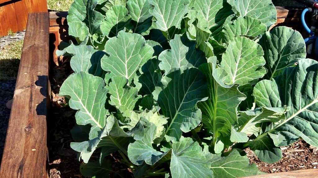 Collard greens planted in a raised bed