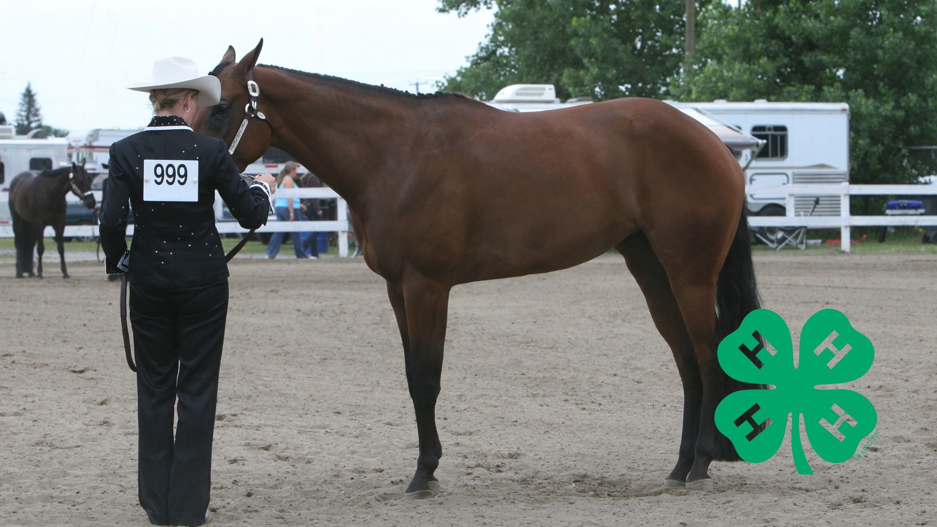 Horse with a rider in a ring