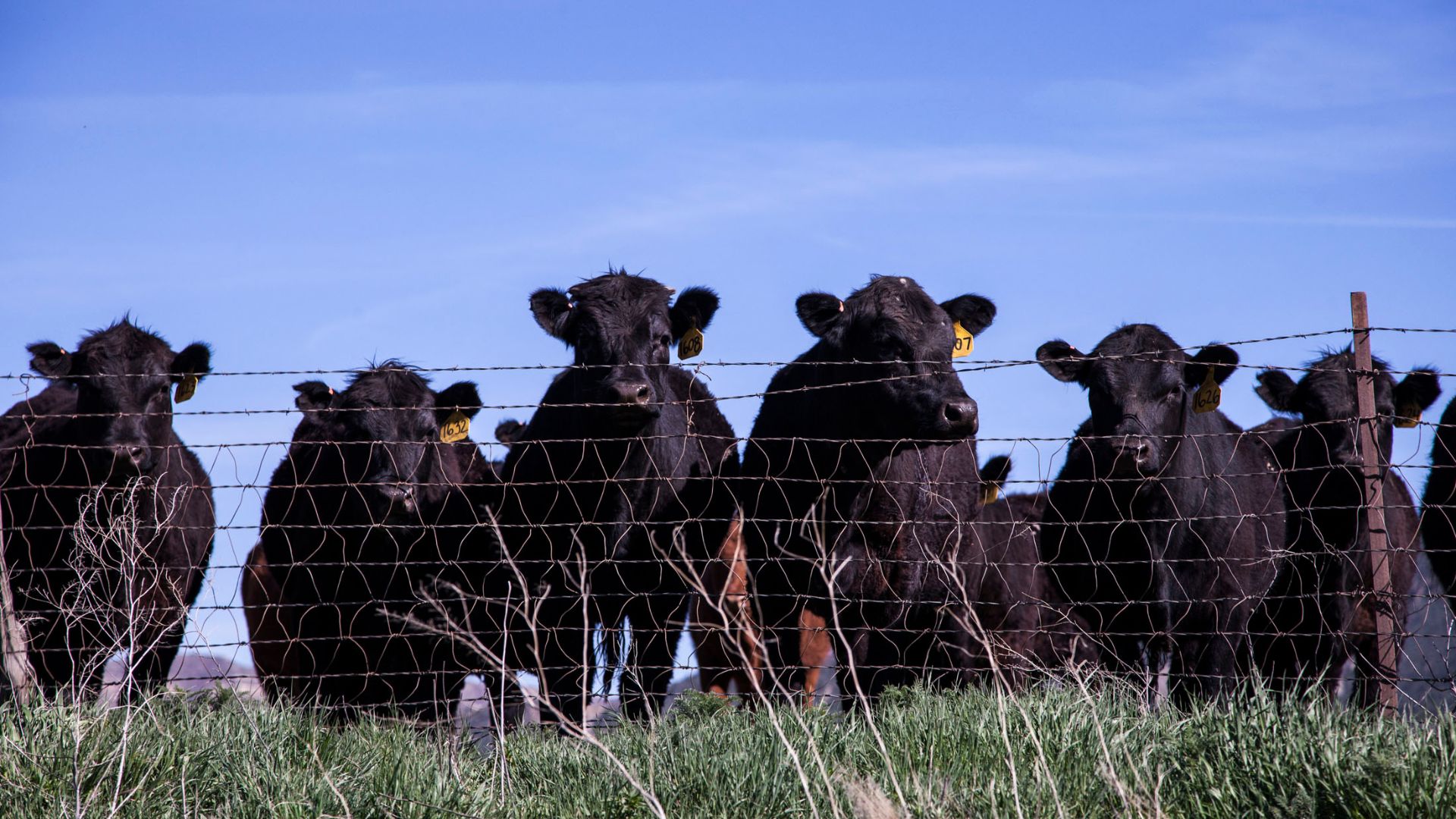 Cows in a field behind a wire fence