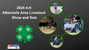 Children showing livestock in an arena