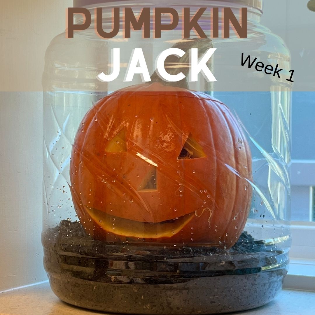 Pumpkin Jack looking normal in the jar