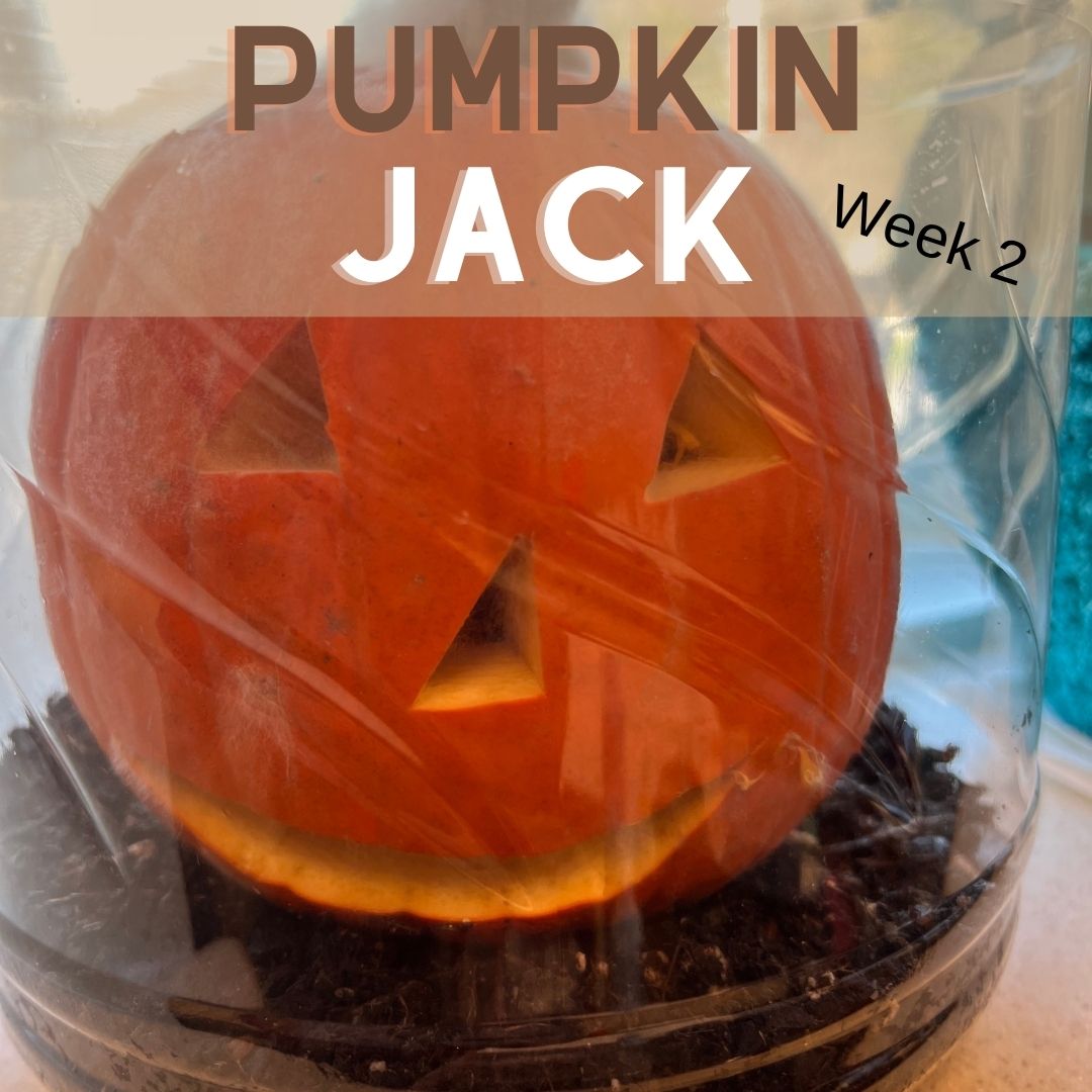 Pumpkin Jack is beginning to grow a little mold on the surface.